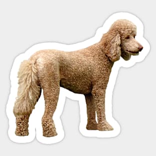 Apricot Poodle Sticker